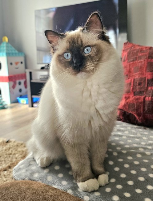 Marian is a beautiful Seal Point Mitted